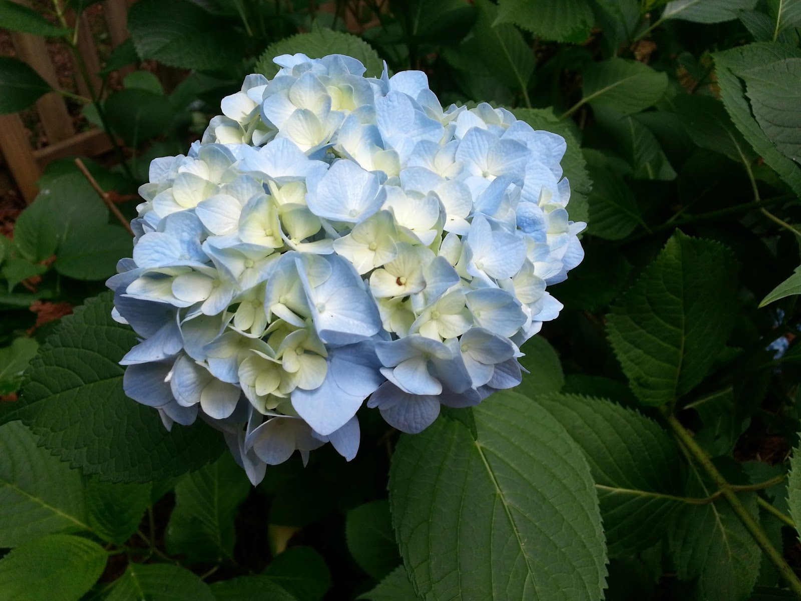 Lindaraxa Hydrangeas The Stars Of Summer
