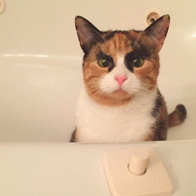 кошка с бровями