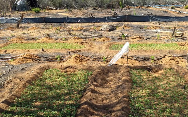 Mais de 50 mil pés de maconha são achados em ilha de Sobradinho