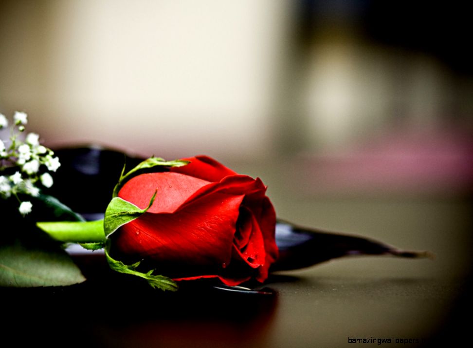 90 Wedding Red Rose Flower Wallpapers Love Roses Pictures  Urdu