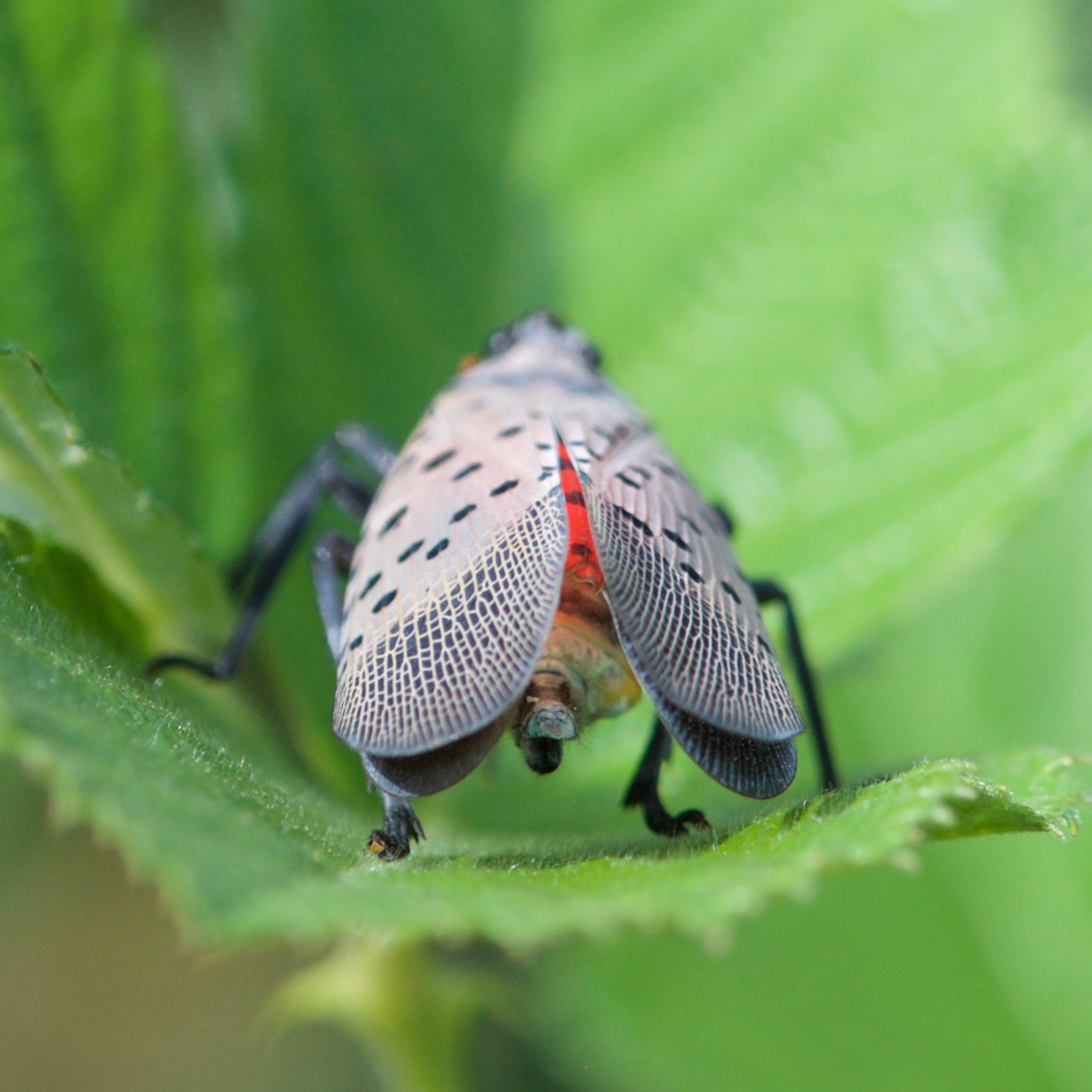 Back in the U.S.A. The Spotted Lantern Fly