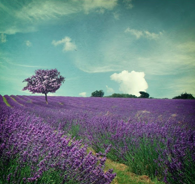 pretty purple lavender field
