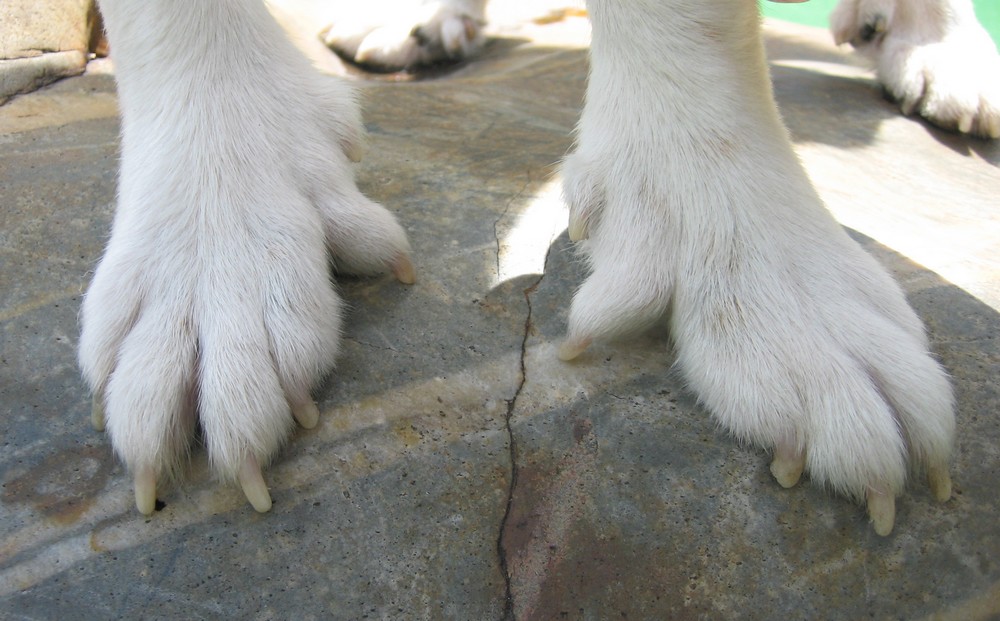 Лапа пала. Норвежский лундехунд лапы. Норвежский лундехунд 6 пальцев. Пиренейская Горная собака прибылые пальцы.