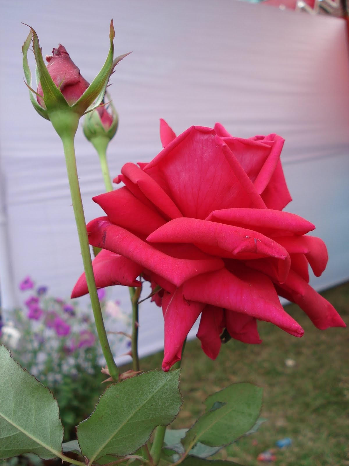 ABOUT BANGLADESH FLOWERS OF BANGLADESH