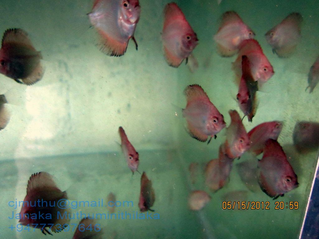 Discus Fish Breeder Sri Lanka Red Discus babys