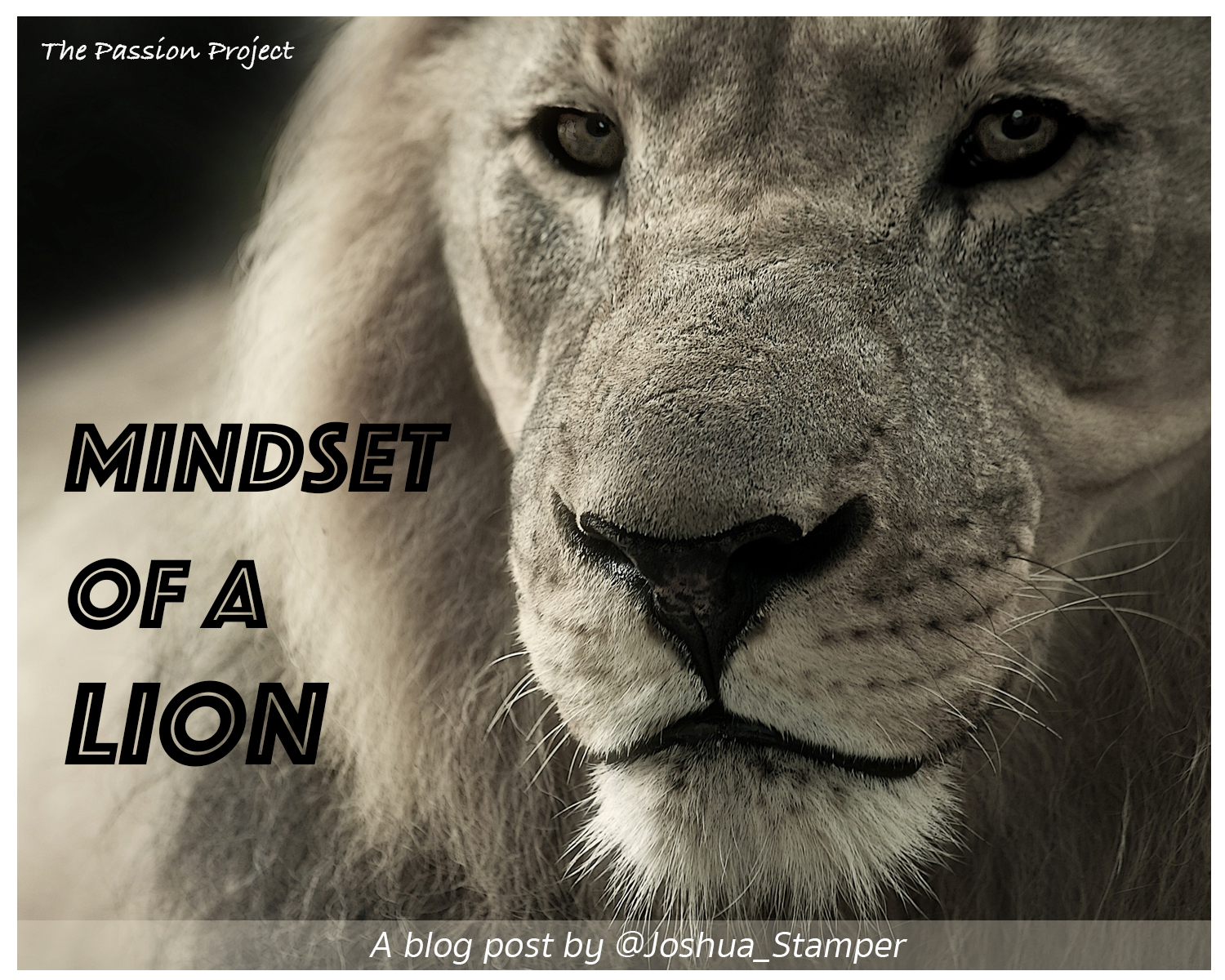 Mindset of a Lion