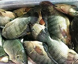 Cara Budidaya Ikan Mujair Kolam Terpal Hemat Ongkos | KEBUN PAMAN