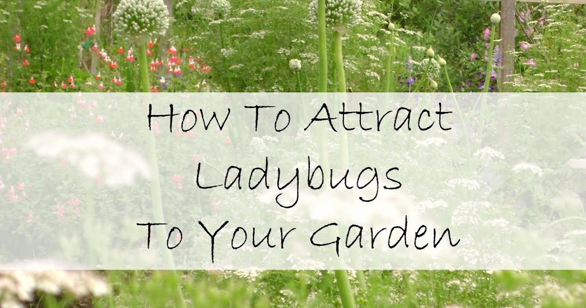 TSG: How To Attract Ladybugs To Your Garden