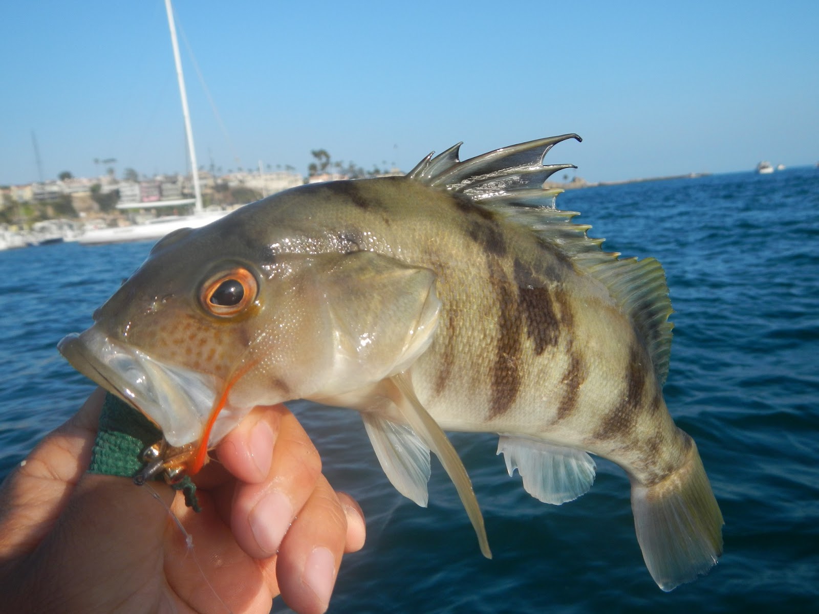 The Gourmet Sportsman Salt Water Bass Grand Slam