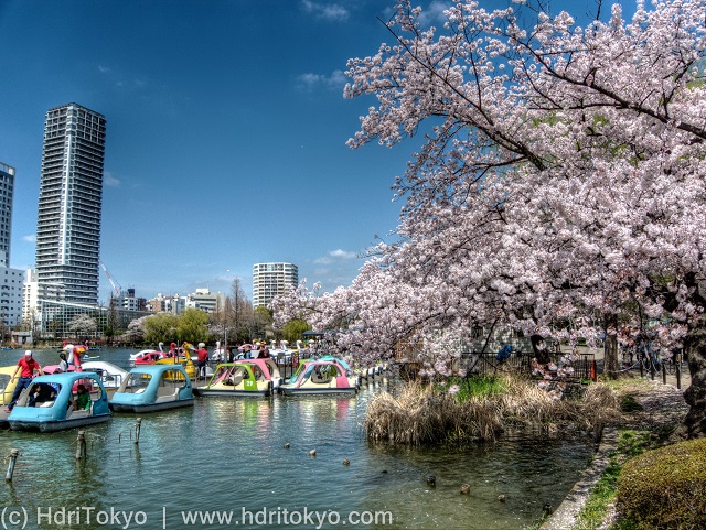 cherry blossoms by a large pond. many small boats on the pond. tall buildings in the background.　　