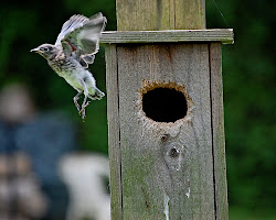 quotes bird flight enriching audios visuals thoughts stories ilka chase fail