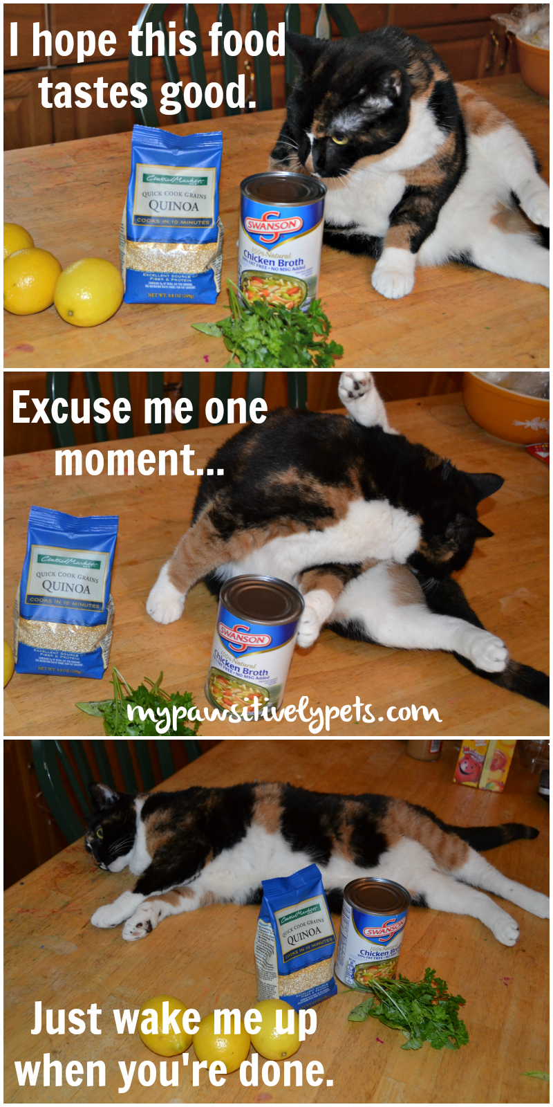 Cooking Quinoa With My Cat InspiredByCrafted Pawsitively Pets