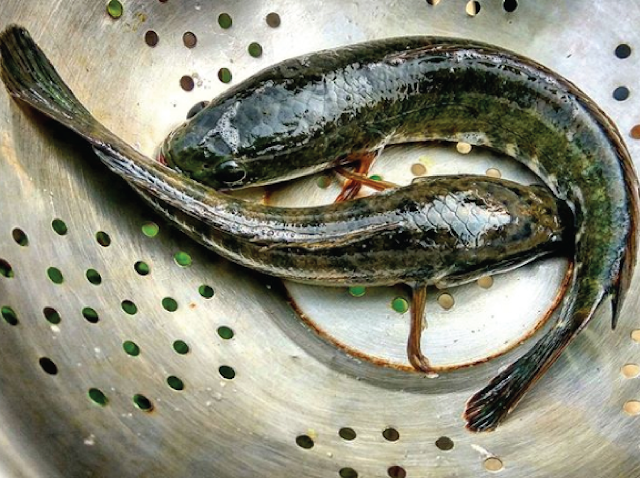 Jenis ikan gabus Channa Striata Jenis ikan gabus Channa Striata