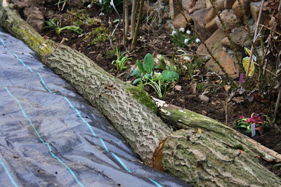 Wildes Gartenglück: Wildblumenwiese