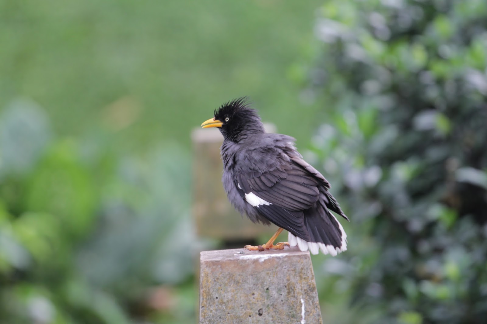 Trahlor Burung Jalak Dan Burung Ibis Hitam