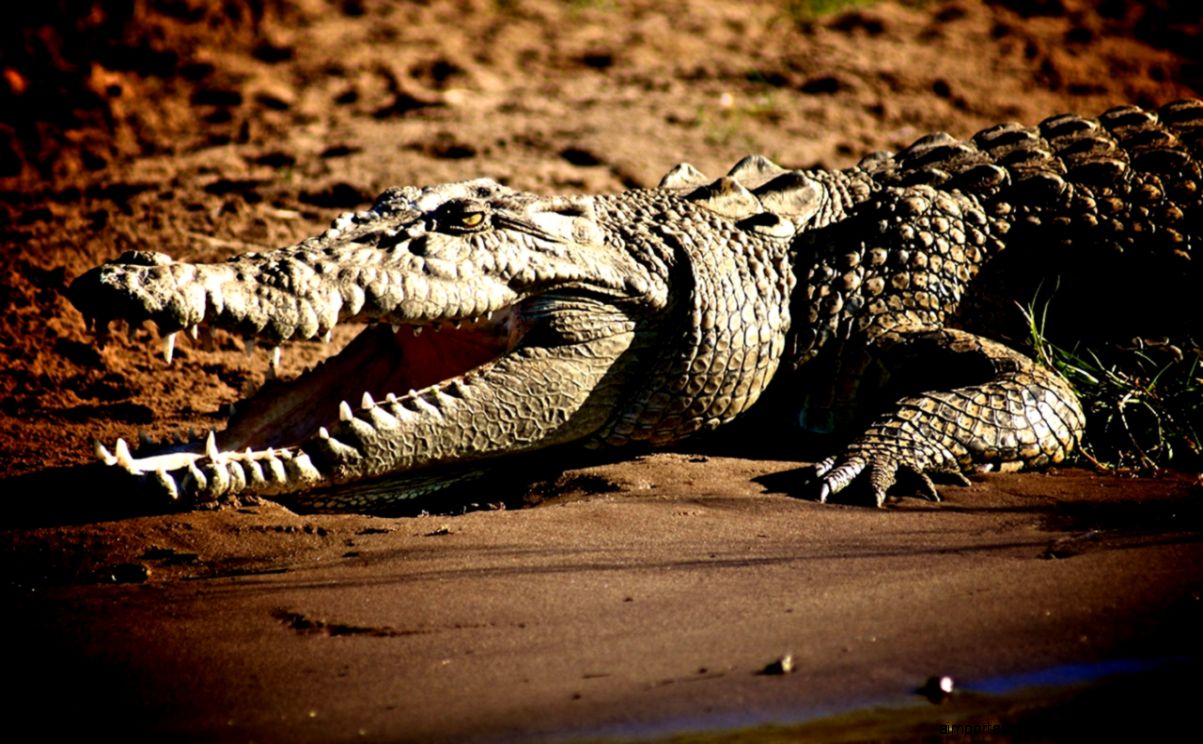 Crocodile HD Wallpaper