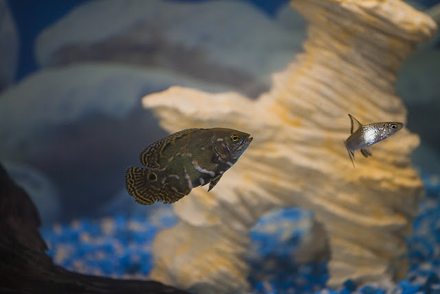 My oscar fish is laying at the bottom of the tank