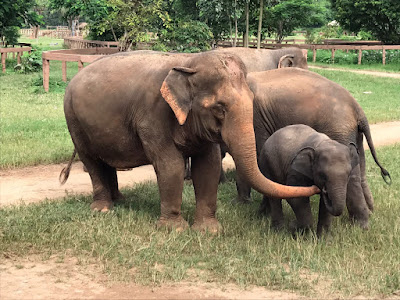 On the solidarity trip, you learn to care for elephants that have been victims of exploitation