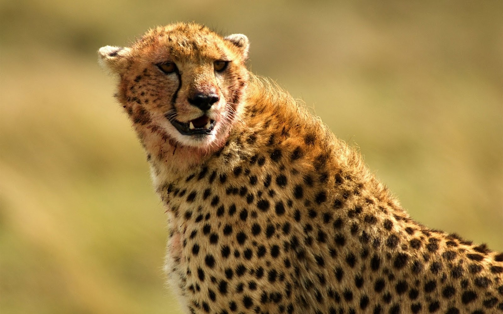 Foto Foto Singa Macan Harimau Cheetah Di Alam Liar Wisata Alam