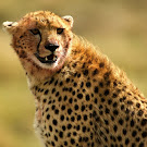 Photo Harimau, Singa Dan Cheetah, Di Alam Liar