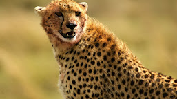 Photo Harimau, Singa Dan Cheetah, Di Alam Liar