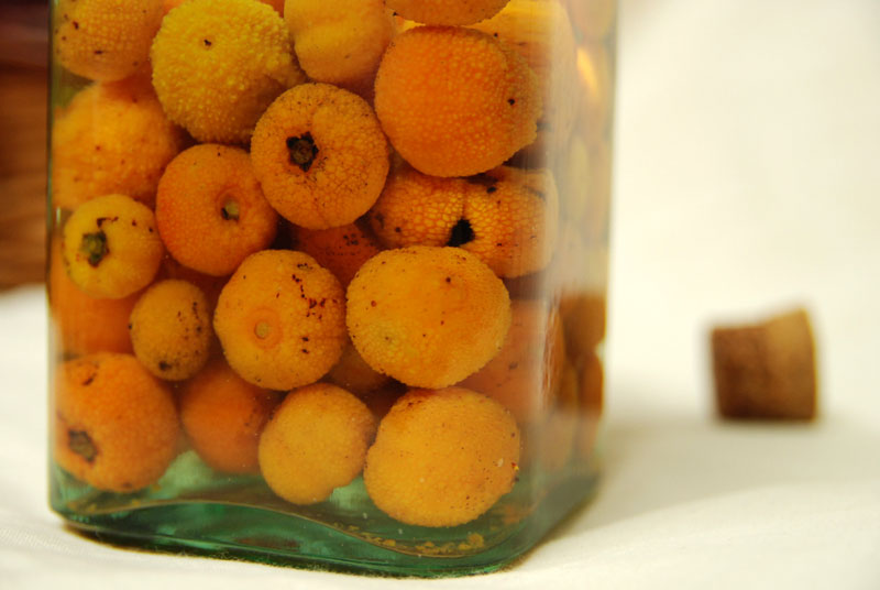 El gastrohuerto: Licor de madroños