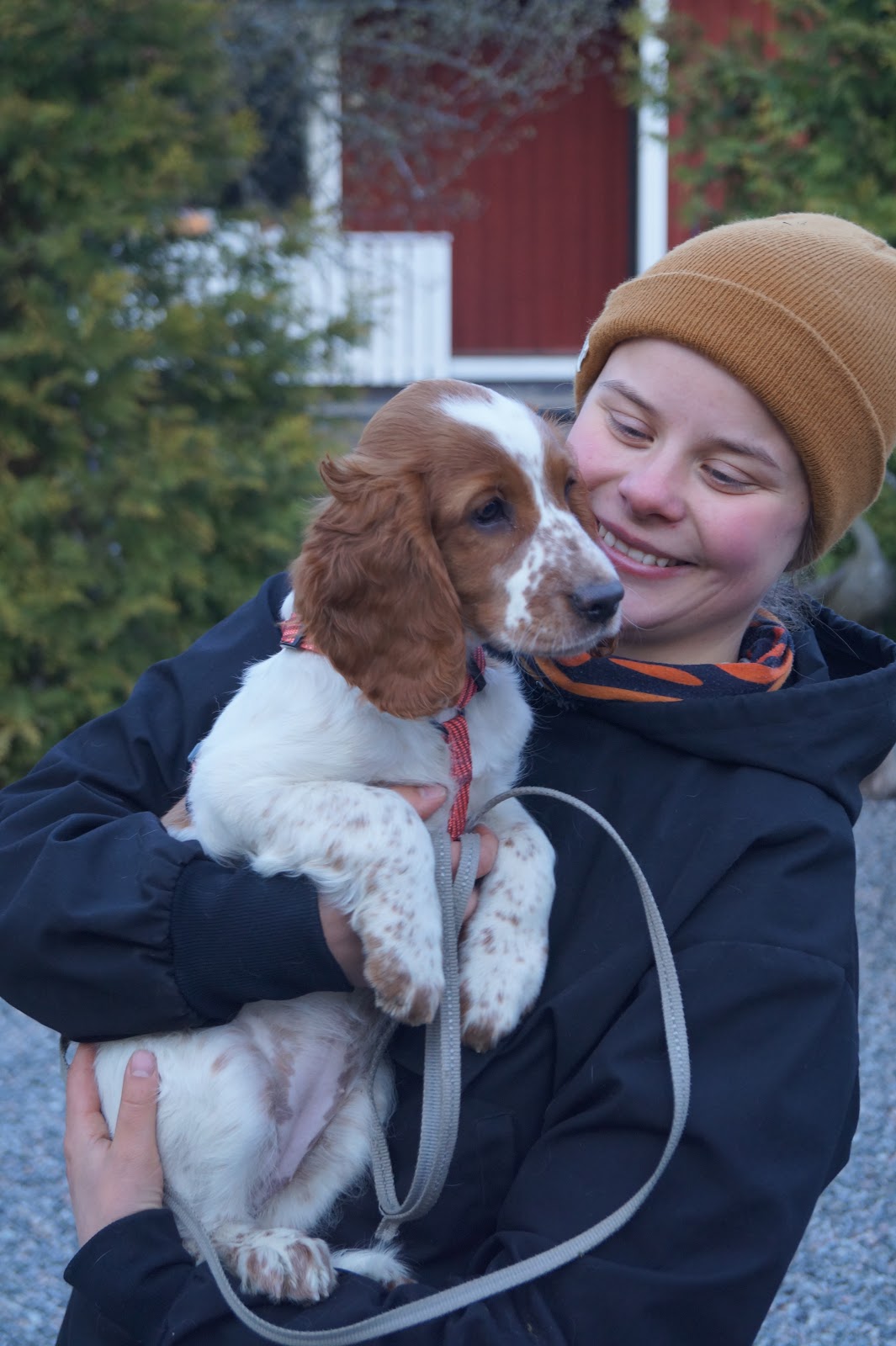 jangas-walesinspringerspanielit-taipparitreeneiss-iso-lauma-punavalkoisia