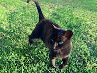 Panzer the cat
