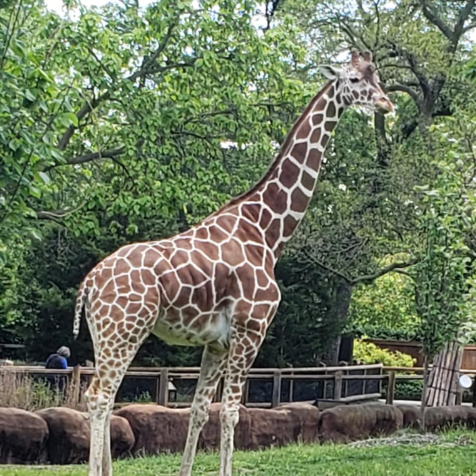 Heck Of A Bunch Wordful Wednesday Zoo Animals