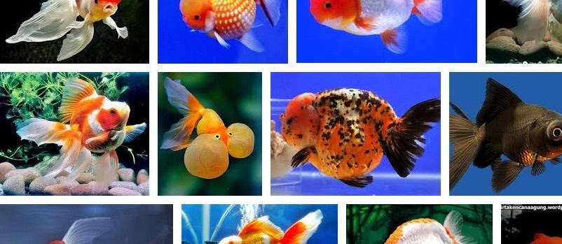 Ini Dia Jenis Ikan Mas Koki yang Umum Dijual
