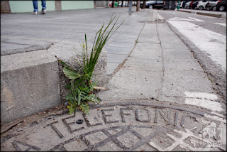 fotografía, naturaleza urbana, Valencia, serie