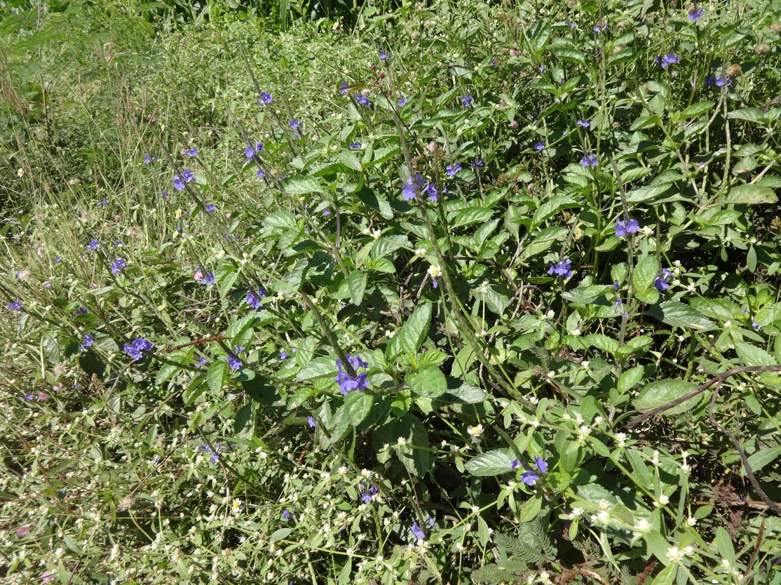 Herbs from Distant Lands: Stachytarpheta cayennensis / jamaicensis ...