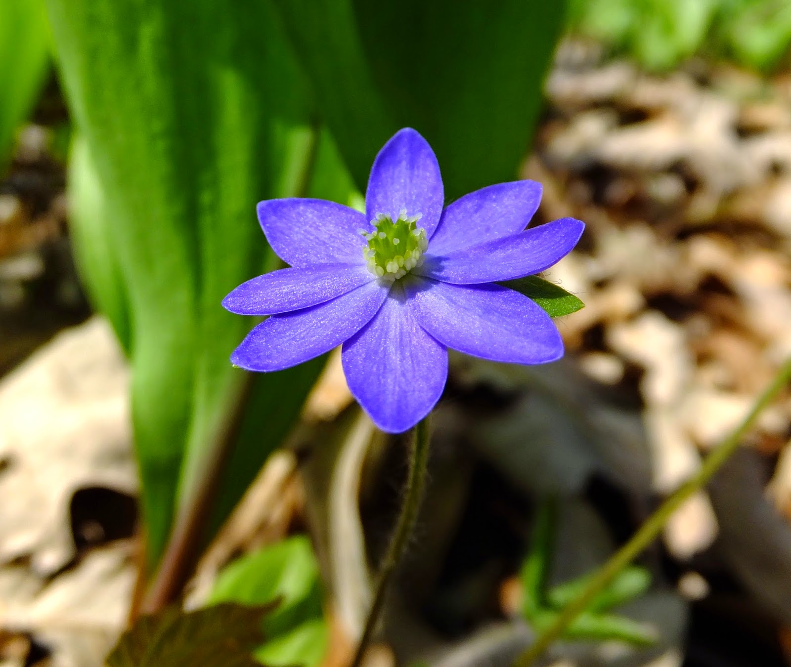 Plants Amaze Me Spring Wildflowers in Southwest Michigan