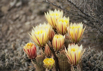 Cacti In Bloom Big Bend National Park