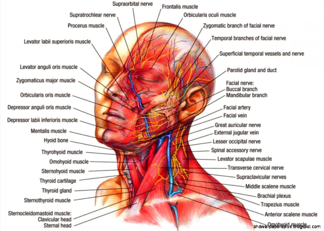 Neck Anatomy Image