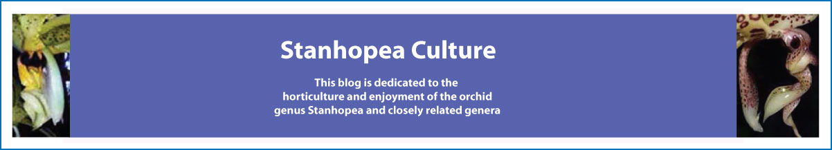 Stanhopea Culture