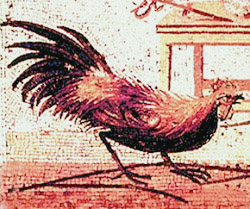
PULLUM FRONTONIANUM Κοτόπουλο a la Fronto
