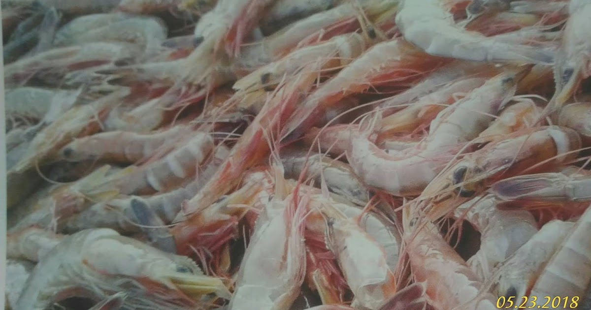 karakteristik udang nasa