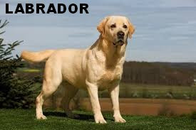 LABRADOR