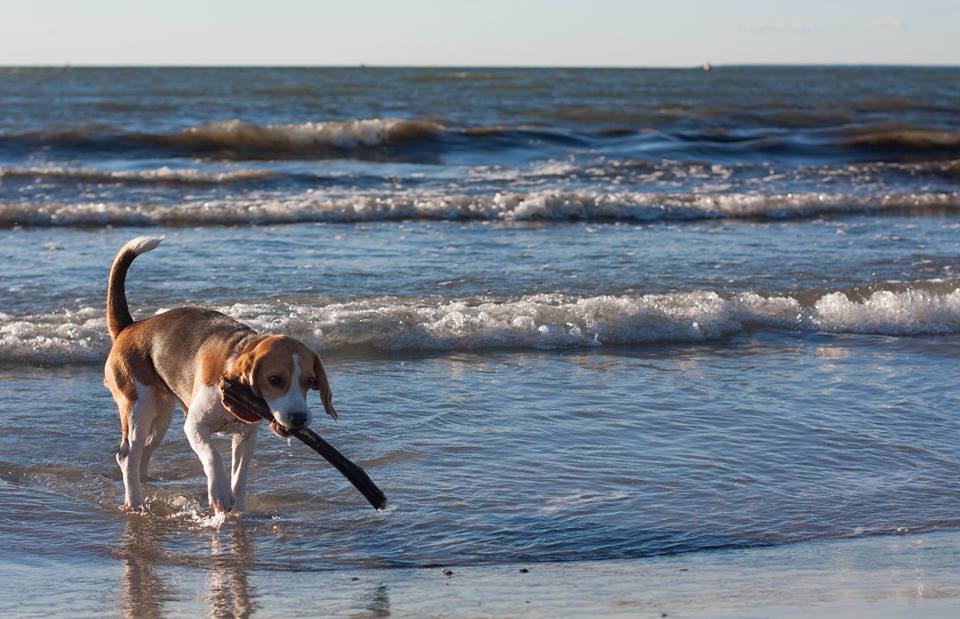 Do Beagles like water?