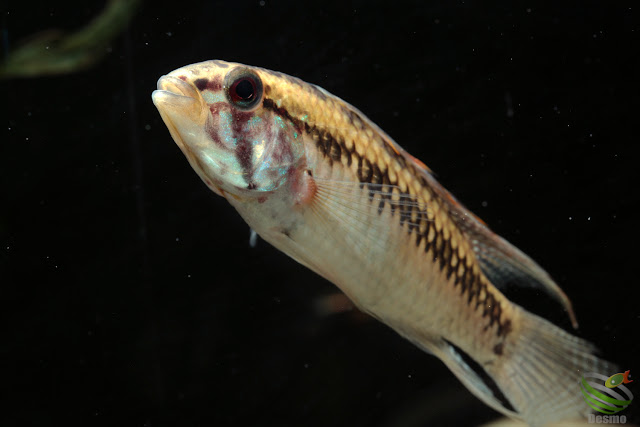 Apistogramma sp. cuiari