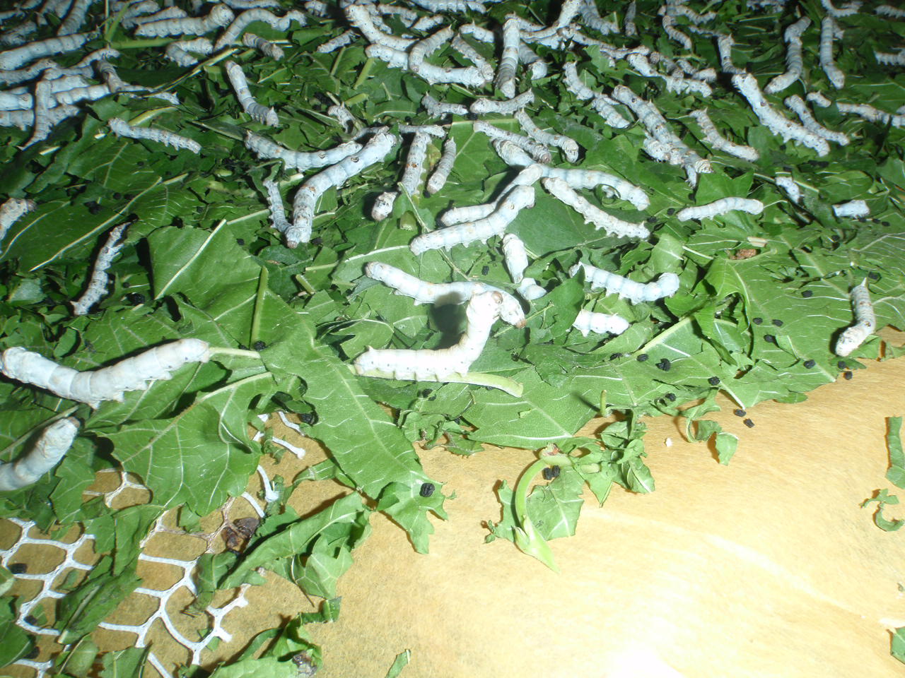 Xtremehorticulture of the Desert Silkworm and Silk Production in
