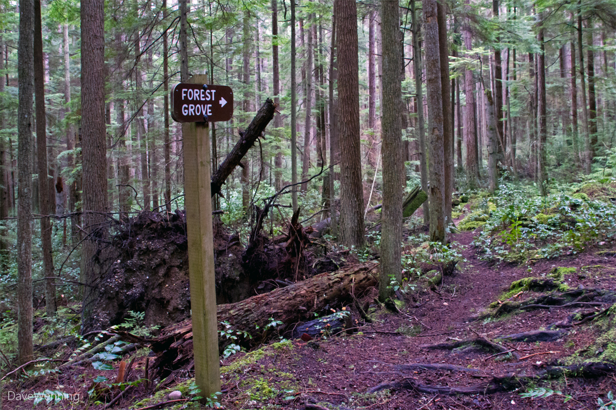 Fern Gully Exploring a Forest Ecosystem