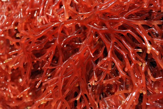 50 SOAL LATIHAN BIOLOGI PROTISTA - sma 50 SOAL LATIHAN BIOLOGI PROTISTA - sma