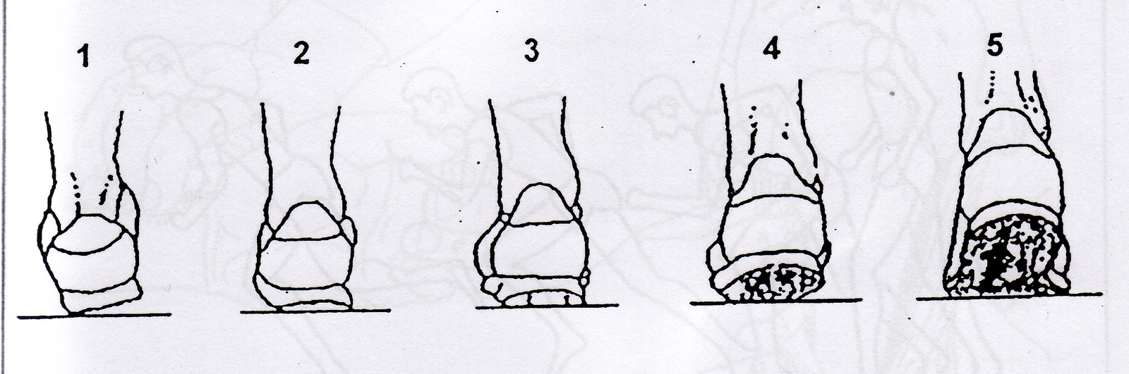 Движение стопы при ходьбе. Ходьба постановка стопы. Правильная постановка стопы. Перекат с пятки на носок при ходьбе. Как правильно устанавливать стопы.