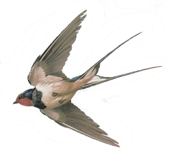 bird paintings swallow sand painting