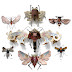 Insectos espectaculares diseñados por Mark oliver