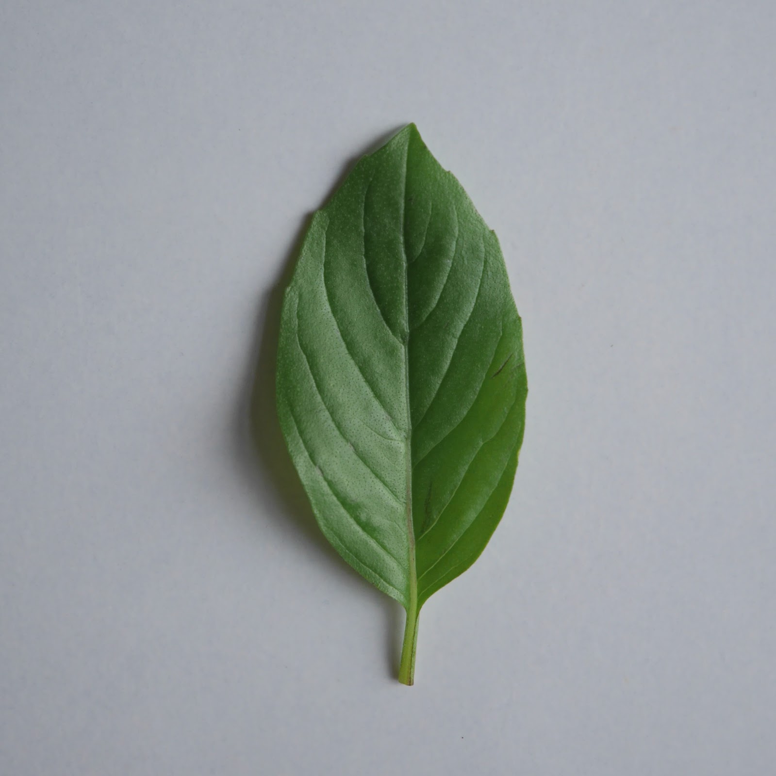 Holy Basil and Sweet Basil What is the difference?