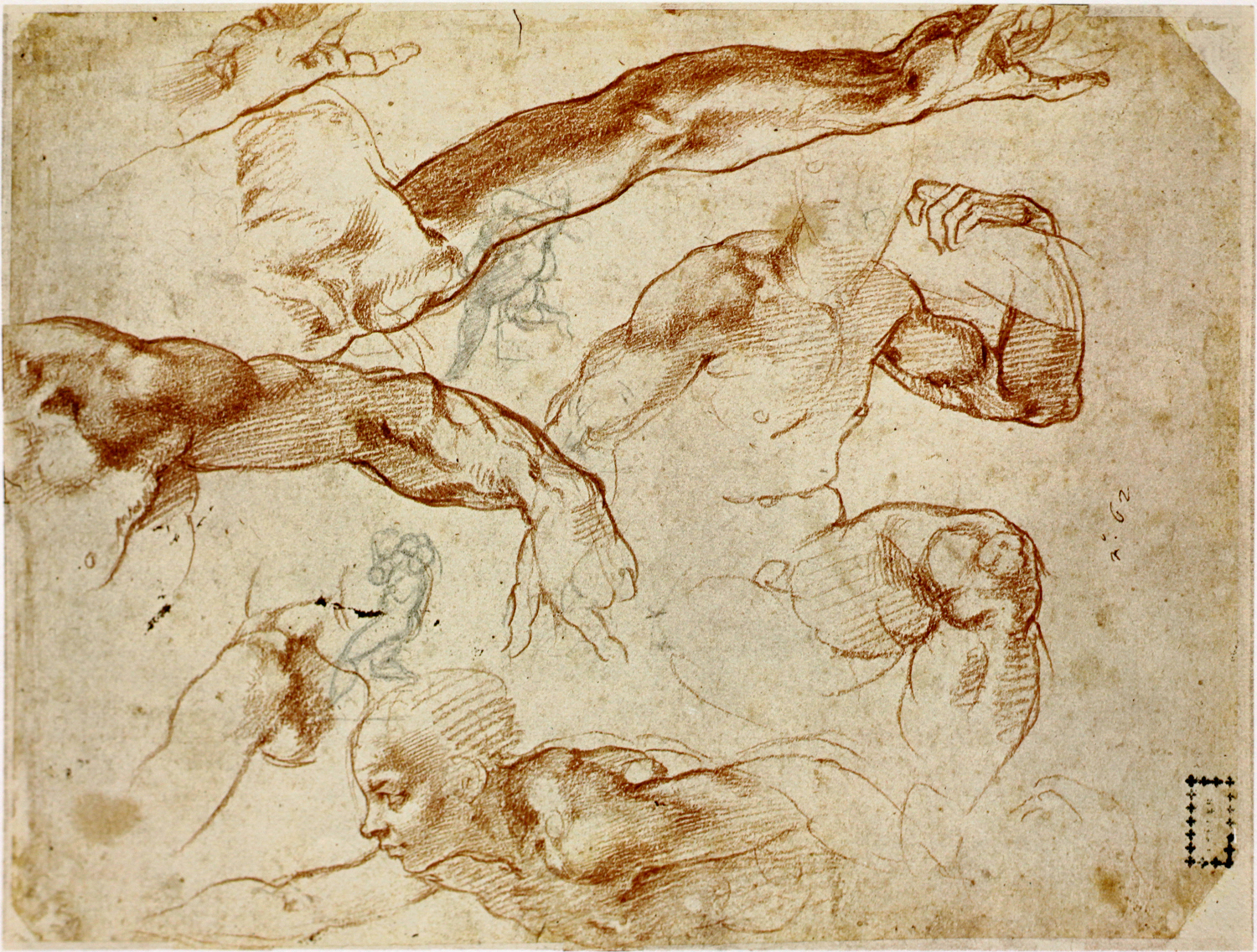 Тело возрождение. Леонардо да Винчи и Микеланджело Буонарроти. Микеланджело Буонарроти анатомия. Наброски Микеланджело анатомические. Микеланджело Буонарроти рисунки анатомические.