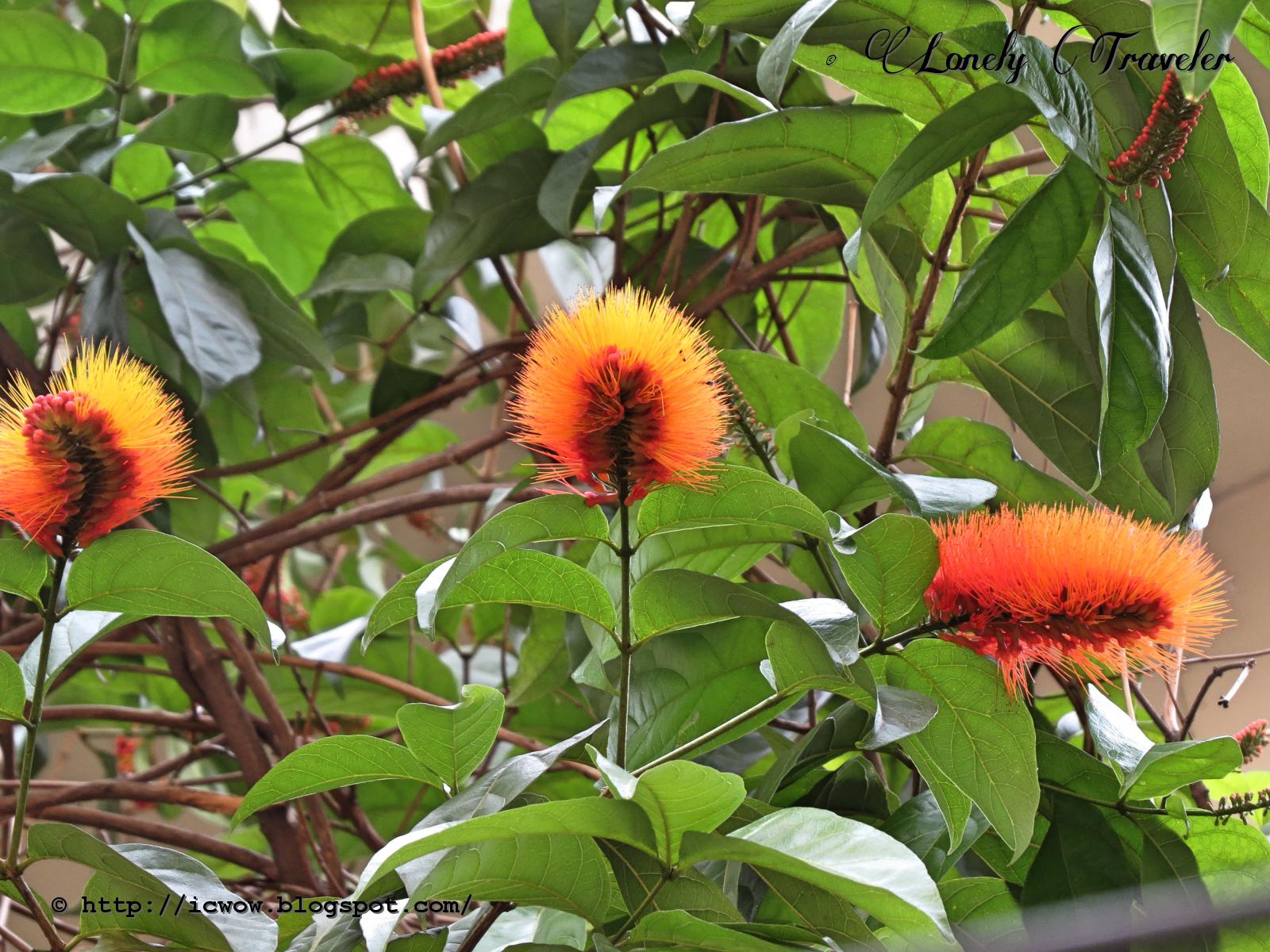 Monkey brush vine Combretum rotundifolium